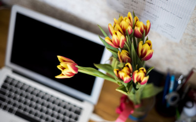 Low Maintenance Indoor Plants to Livin’ Up Your Office